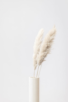 Picture of PAMPAS GRASS GREY 10