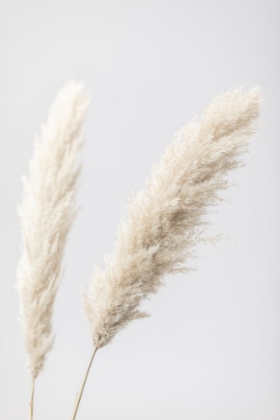 Picture of PAMPAS GRASS GREY 12