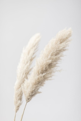Picture of PAMPAS GRASS GREY 13