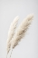 Picture of PAMPAS GRASS GREY 13