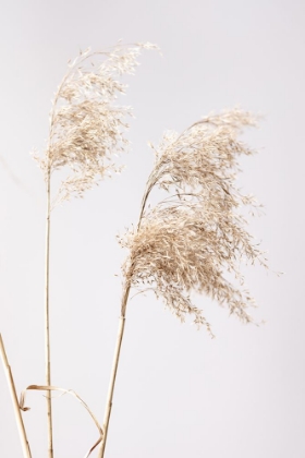 Picture of REED GRASS GREY  01