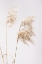 Picture of REED GRASS GREY  01