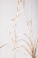 Picture of DRIED GRASS GREY 01