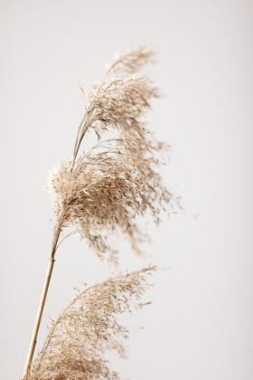 Picture of REED GRASS GREY 03