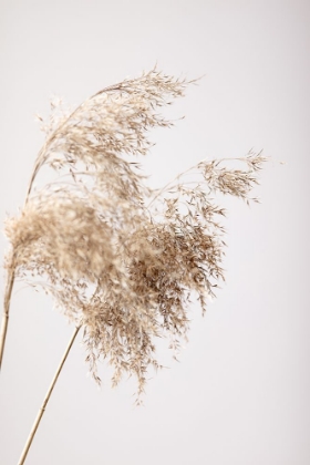 Picture of REED GRASS GREY 04