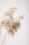 Picture of REED GRASS GREY 04