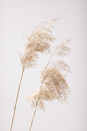 Picture of REED GRASS GREY 05