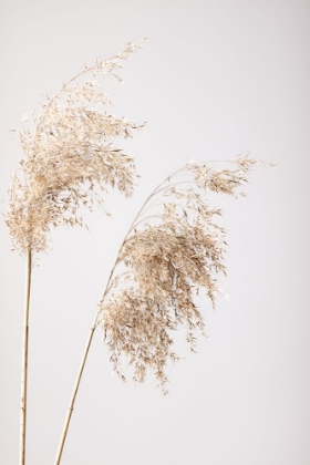 Picture of REED GRASS GREY 08