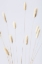 Picture of BUNNY GRASS NO 2