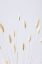 Picture of BUNNY GRASS NO 3