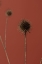 Picture of THISTLE RUST RED 04