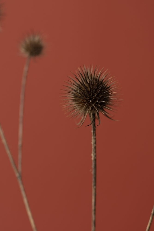 Picture of THISTLE RUST RED 04