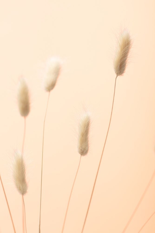 Picture of BUNNY GRASS PEACH 05
