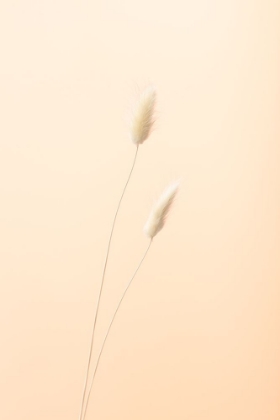 Picture of BUNNY GRASS PEACH 08