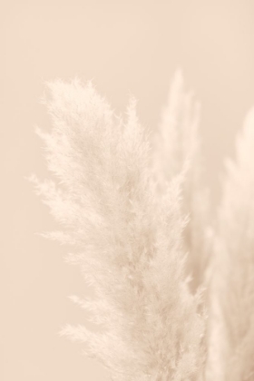 Picture of PAMPAS GRASS BEIGE 03