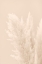 Picture of PAMPAS GRASS BEIGE 03