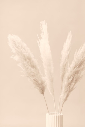 Picture of PAMPAS GRASS BEIGE 05