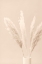 Picture of PAMPAS GRASS BEIGE 05