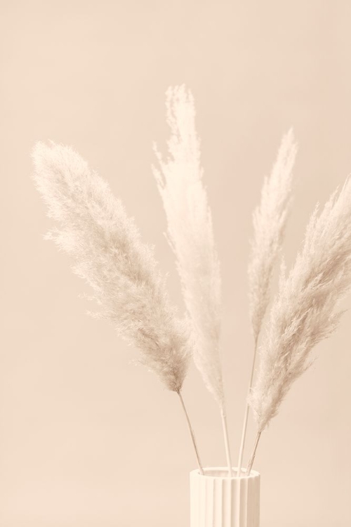 Picture of PAMPAS GRASS BEIGE 05
