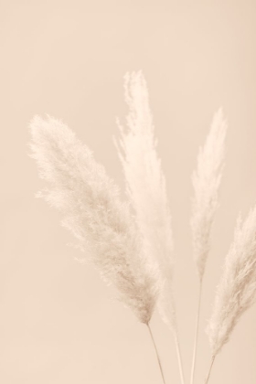 Picture of PAMPAS GRASS BEIGE 06