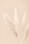 Picture of PAMPAS GRASS BEIGE 06