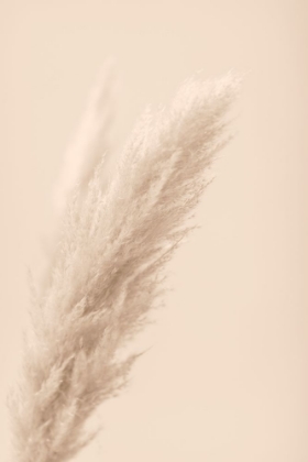 Picture of PAMPAS GRASS BEIGE 07