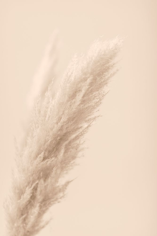 Picture of PAMPAS GRASS BEIGE 07