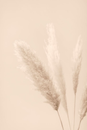 Picture of PAMPAS GRASS BEIGE 08