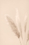 Picture of PAMPAS GRASS BEIGE 08