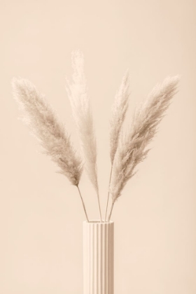 Picture of PAMPAS GRASS BEIGE 09