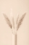 Picture of PAMPAS GRASS BEIGE 09