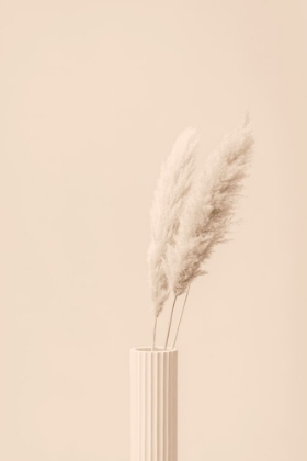 Picture of PAMPAS GRASS BEIGE 12