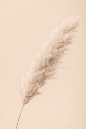 Picture of PAMPAS GRASS BEGIE 14