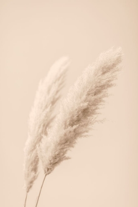 Picture of PAMPAS GRASS BEGIE 15