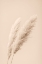 Picture of PAMPAS GRASS BEGIE 15