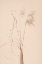 Picture of DRIED GRASS VASE BEIGE