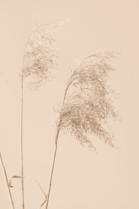 Picture of REED GRASS BEGIE 01