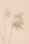 Picture of REED GRASS BEGIE 01
