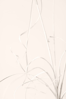 Picture of DRIED GRASS LIGHT BEIGE