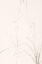 Picture of DRIED GRASS LIGHT BEIGE