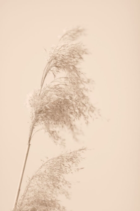 Picture of REED GRASS BEIGE 03