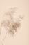 Picture of REED GRASS BEIGE 04