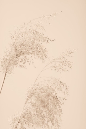 Picture of REED GRASS BEIGE 06