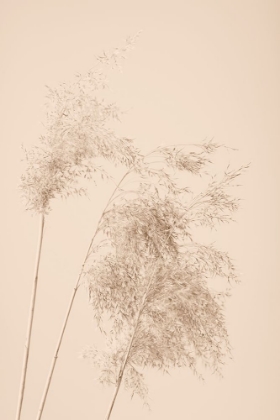 Picture of REED GRASS BEIGE 07