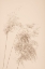 Picture of REED GRASS BEIGE 07