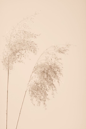 Picture of REED GRASS BEIGE 08