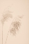 Picture of REED GRASS BEIGE 08