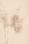 Picture of REED GRASS BEIGE 09