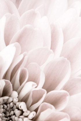 Picture of CHRYSANTHEMUM NO 03