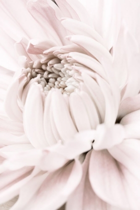 Picture of CHRYSANTHEMUM NO 05